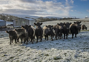 Cows Prints: Domestic Cattle, Belted Galloway beef herd