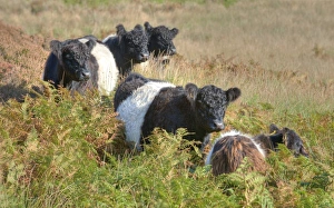 Domestic Cattle, Belted Galloway cows, standing amongst bracken on fell, Croasdale, Slaidburn, Forest of Bowland, Lancashire, England, october