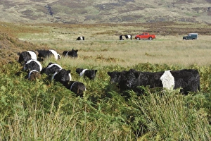 Cars Prints: Domestic Cattle, Belted Galloway herd