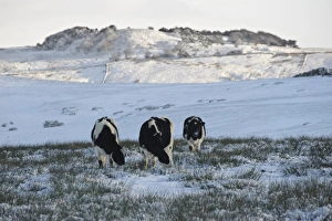 Heifers Prints: Domestic Cattle, black and white dairy heifers