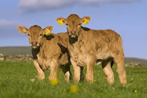 Cows Prints: Domestic Cattle, Blonde d Aquitaine
