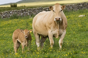 Domestic Cattle, Blonde d Aquitaine, cow and calf, standing on upland pasture, Cumbria, England, June