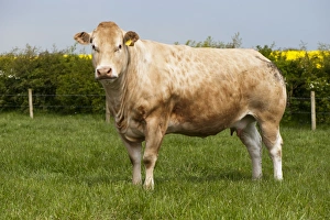 Domestic Cattle, Blonde d Aquitaine cow, standing in pasture, County Durham, England, May