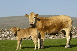 Drystone Prints: Domestic Cattle, Blonde d Aquitaine cow and calf