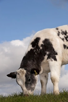 Youngstock Prints: Domestic Cattle, British Blue, calf, grazing in upland pasture, England, may