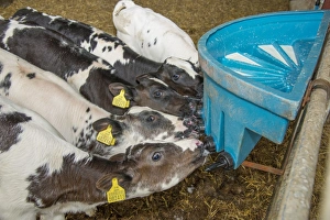 Drinking Prints: Domestic Cattle, British Blue, calves