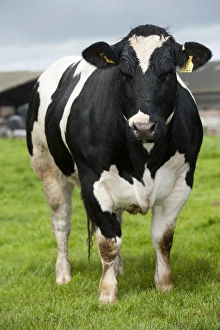 Domestic Cattle, British Blue cow, standing in pasture, Northumberland, England, May