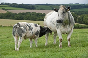 Suckles Prints: Domestic Cattle, British Blue, cow with calf