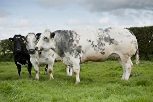 Northumberland Prints: Domestic Cattle, British Blue cows, standing in pasture, Northumberland, England, May