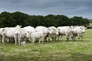 Block Prints: Domestic Cattle, British Blue, cows with calves