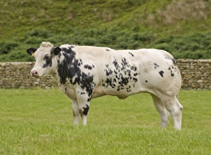 Domestic Cattle, British Blue, heifer, standing in pasture, Dunsop Bridge, Lancashire, England, august