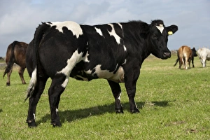 Heifers Prints: Domestic Cattle, British Blue heifer