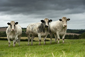 Heifers Prints: Domestic Cattle, British Blue, three heifers, standing in pasture, Devon, England, August