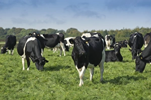 Domestic Cattle, British Friesian, cows, herd grazing in pasture, Staffordshire, England, september