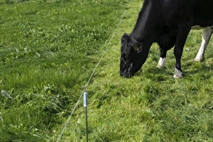 Friesian Prints: Domestic Cattle, British Friesian
