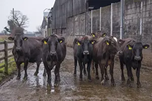 Domestic Cattle, Brown Swiss and Brown Swiss cross dairy cows, herd standing in farmyard, Nantwich, Cheshire, England