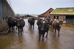 Domestic Cattle, Brown Swiss and Brown Swiss cross dairy cows, herd standing in farmyard, Nantwich, Cheshire, England