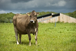 Domestic Cattle, Brown Swiss dairy cow, standing in pasture, Dumfries, Dumfries and Galloway, Scotland, June