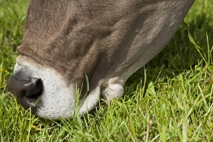 Domestic Cattle, Brown Swiss dairy cow, close-up of head, grazing in pasture, Dumfries, Dumfries and Galloway