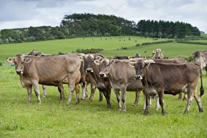 Domestic Cattle, Brown Swiss dairy cows, herd standing in pasture, Dumfries, Dumfries and Galloway, Scotland, June