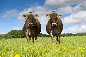 Domestic Cattle, Brown Swiss dairy cows, standing in pasture with buttercups, Dumfries, Dumfries and Galloway