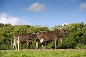 Domestic Cattle, Brown Swiss dairy cows, heading to milking parlour along fenced track, Dumfries