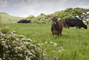 Domestic Cattle, Brown Swiss dairy cows, herd grazing in long grass, Whitewell, Clitheroe, Lancashire, England, may