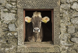 Stone Prints: Domestic Cattle, Brown Swiss, dairy heifer