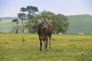 Heifers Prints: Domestic Cattle, Brown Swiss heifer