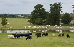 Lakeside Prints: Domestic Cattle, Charolais and Aberdeen Angus beef herd