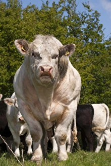 Domestic Cattle, Charolais, bull, bellowing, standing beside herd in pasture, England, may