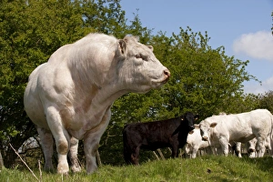 Domestic Cattle, Charolais, bull, bellowing, standing beside herd in pasture, England, may