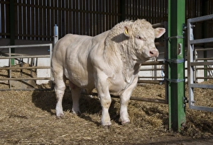 Straw Prints: Domestic Cattle, Charolais bull