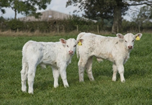 Cows Prints: Domestic Cattle, Charolais, two bull calves
