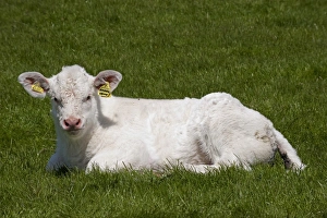Laying Prints: Domestic Cattle, Charolais, calf, resting on grass, England, may