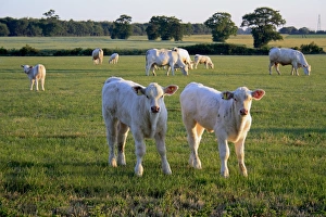 Domestic Cattle, Charolais calves, standing near herd in pasture, in commonland reserve at dawn, Mellis Common, Mellis, Suffolk, England, june
