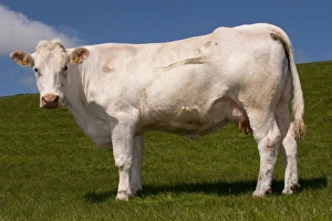 French Breed Prints: Domestic Cattle, Charolais, cow, standing in pasture, England, may