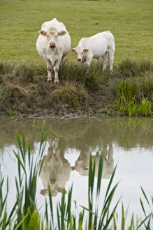 Lakeside Prints: Domestic Cattle, Charolais cow and calf