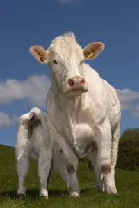 Suckles Prints: Domestic Cattle, Charolais, cow with calf suckling, standing in pasture, England, may