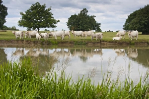 Lakeside Prints: Domestic Cattle, Charolais cows and calves