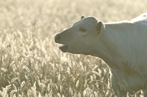 Domestic Cattle, Charolais cross calf, calling, backlit in long flowering grass, Kent, England, summer
