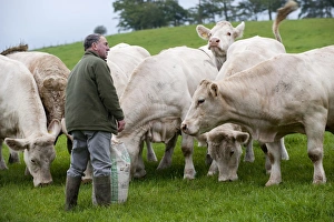 French Breed Prints: Domestic Cattle, Charolais herd, with farmer standing in pasture, England, august