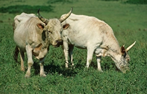 Northumberland Prints: Domestic Cattle, Chillingham Cattle