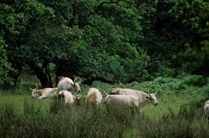 Northumberland Prints: Domestic Cattle, Chillingham Cattle