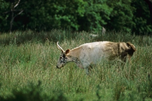 Northumberland Prints: Domestic Cattle, Chillingham Cattle