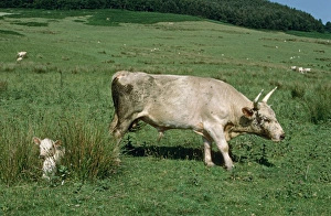 Laying Prints: Domestic Cattle, Chillingham Cattle