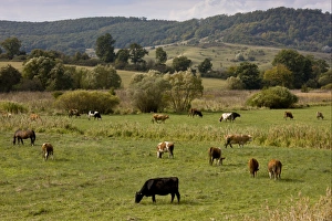 Rumania Prints: Domestic Cattle, communal herd