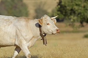 Bell Prints: Domestic Cattle, cow with bell, Northern Spain, july