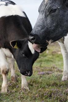 Licks Prints: Domestic Cattle, cow and calf, close-up of heads