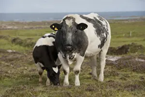 Graze Prints: Domestic Cattle, cow and calf, grazing on coastal moorland with flowering heather